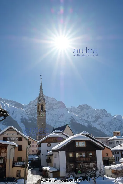 : Mountain village Sent, village view in winter, Lower : Mountain village Sent, village view in winter, Lower