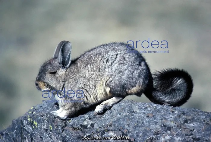 : Mountain Viscacha : Mountain Viscacha