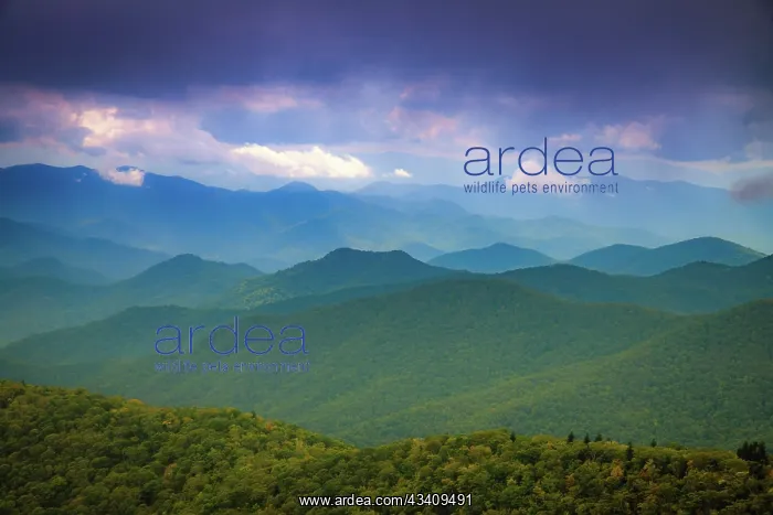  : Mountain vista, Blue Ridge Parkway, Smoky Mountains, USA
