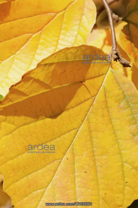 : Mountain witch alder, Fothergilla major, Close view : Mountain witch alder, Fothergilla major, Close view
