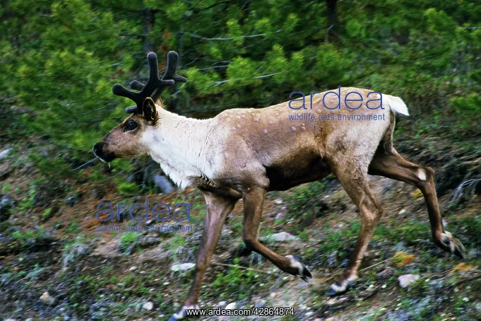 : Mountain / Woodland Caribou / Reindeer - bull : Mountain / Woodland Caribou / Reindeer - bull