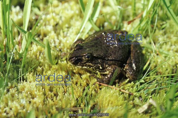 : Mountain Yellow-legged Frog : Mountain Yellow-legged Frog