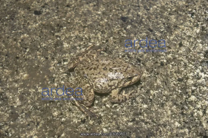 : Mountain Yellow-legged Frog : Mountain Yellow-legged Frog