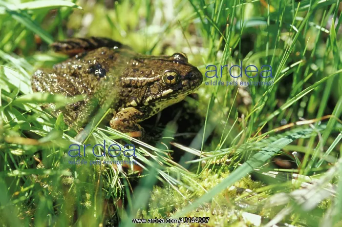 : Mountain Yellow-legged Frog : Mountain Yellow-legged Frog