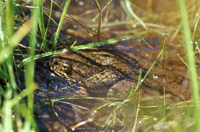 : Mountain Yellow-legged Frog : Mountain Yellow-legged Frog