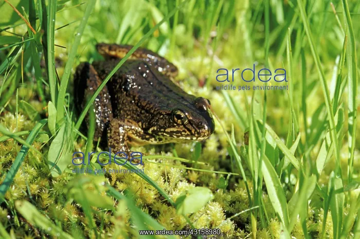 : Mountain Yellow-legged Frog : Mountain Yellow-legged Frog