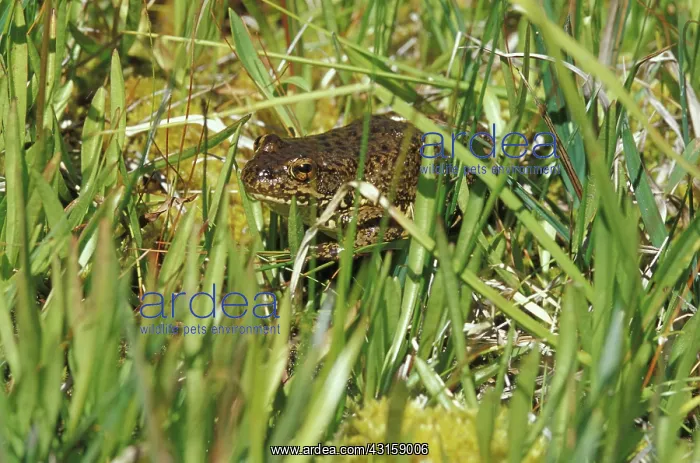  : Mountain Yellow-legged Frog