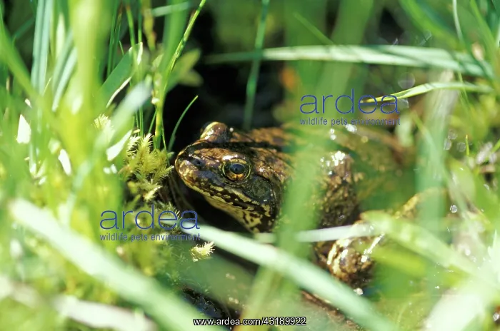 : Mountain Yellow-legged Frog : Mountain Yellow-legged Frog
