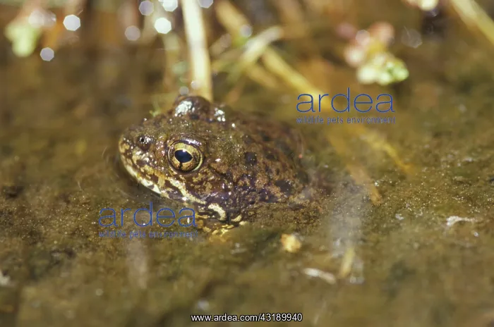 : Mountain Yellow-legged Frog : Mountain Yellow-legged Frog
