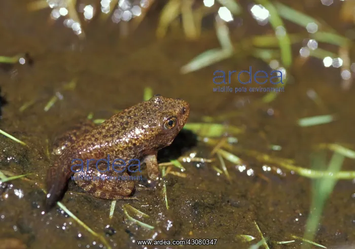 : Mountain Yellow-legged Frog with partial tail : Mountain Yellow-legged Frog with partial tail