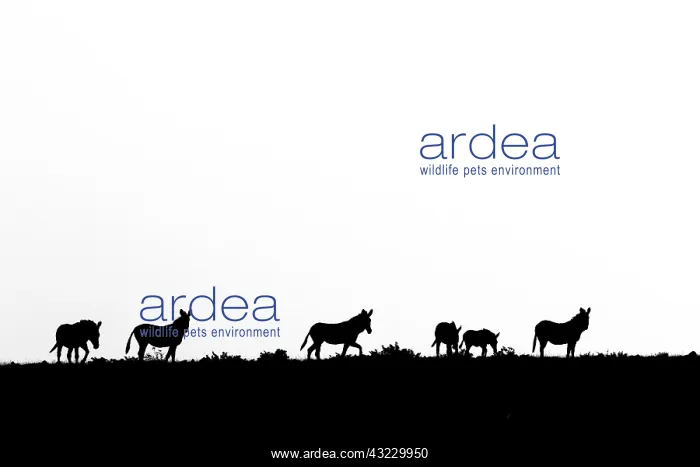 : Mountain zebra (Equus zebra) walking on a ridge : Mountain zebra (Equus zebra) walking on a ridge