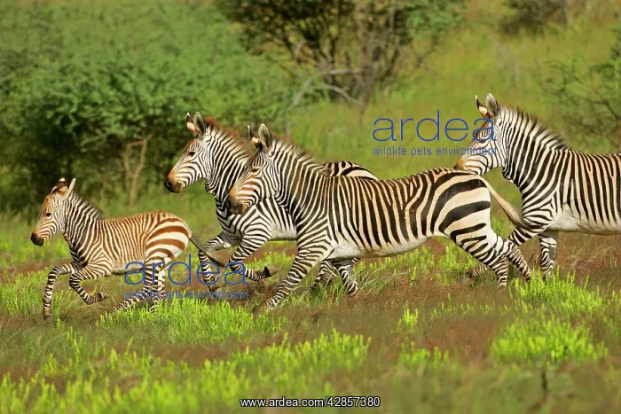 : Mountain Zebra herd with foal galloping through savannah : Mountain Zebra herd with foal galloping through savannah