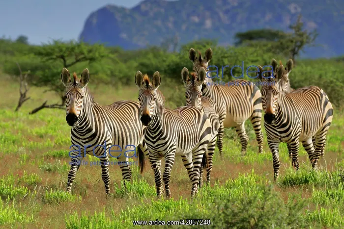 : Mountain Zebra - herd in savannah : Mountain Zebra - herd in savannah
