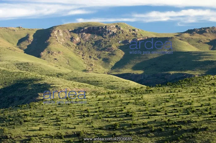 : Mountain Zebra National Park - Evening light, Eastern : Mountain Zebra National Park - Evening light, Eastern