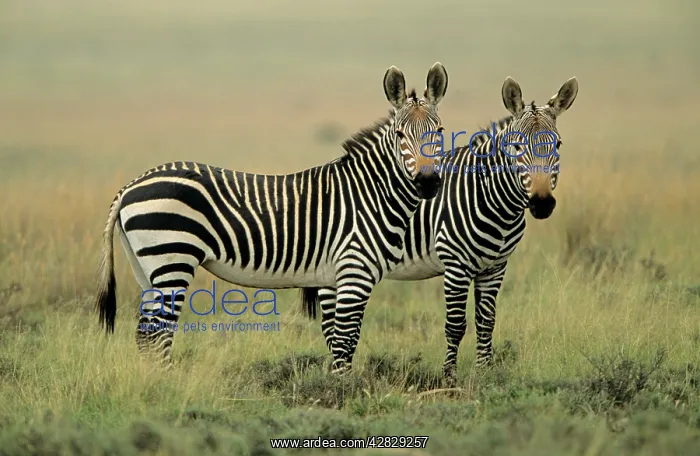 : Mountain Zebras - Two together : Mountain Zebras - Two together