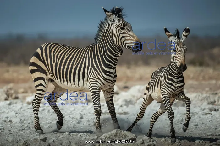 : Mountain zebras (Equus zebra hartmannae), mare and : Mountain zebras (Equus zebra hartmannae), mare and