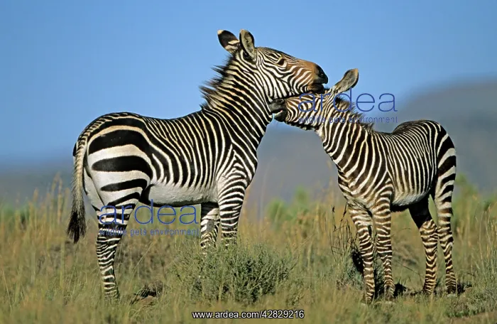 : Mountain Zebras - Mother and baby : Mountain Zebras - Mother and baby