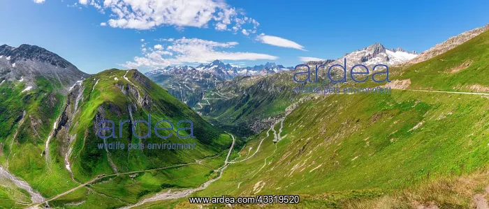 : Mountainous landscape, Furka Pass, Switzerland : Mountainous landscape, Furka Pass, Switzerland