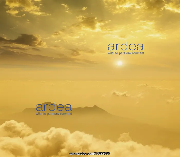 : Mountains in cloud on sunset. Tamil Nadu, India, Asia : Mountains in cloud on sunset. Tamil Nadu, India, Asia