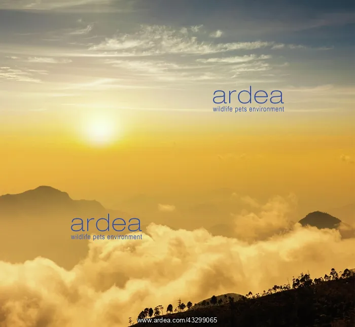 : Mountains in clouds on sunrise. Kodaikanal, Tamil Nadu : Mountains in clouds on sunrise. Kodaikanal, Tamil Nadu