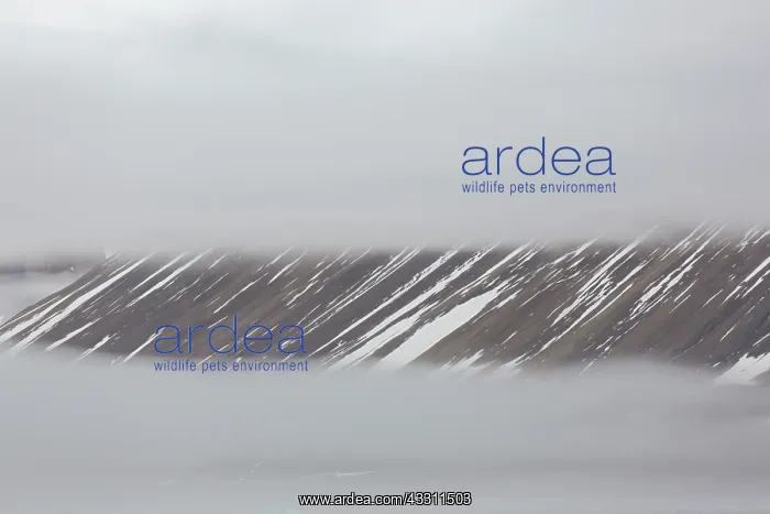 : Mountains and fog at Hinlopen Strait - Svalbard : Mountains and fog at Hinlopen Strait - Svalbard