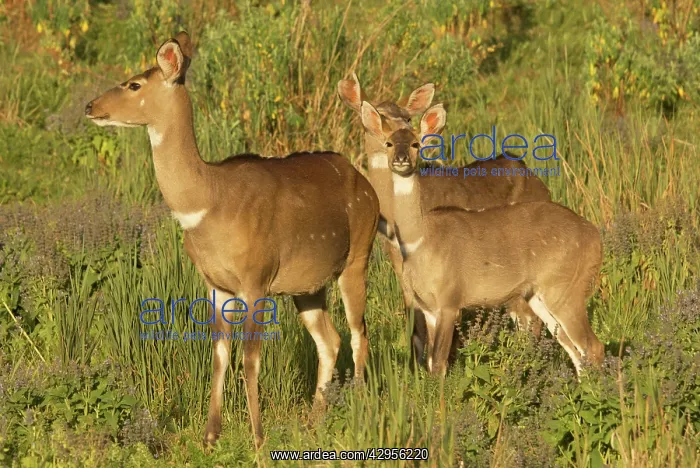 : Mountains Nyala - female with two young : Mountains Nyala - female with two young