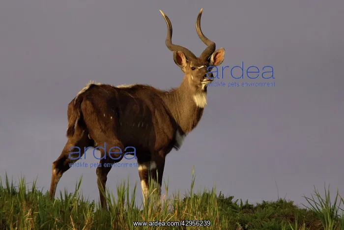 : Mountains Nyala - male at sunset : Mountains Nyala - male at sunset