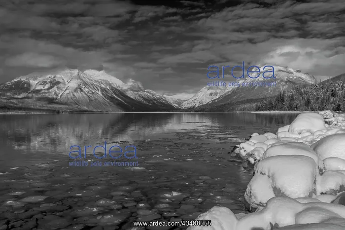: Mountains reflect in wintry Lake McDonald in Glacier : Mountains reflect in wintry Lake McDonald in Glacier