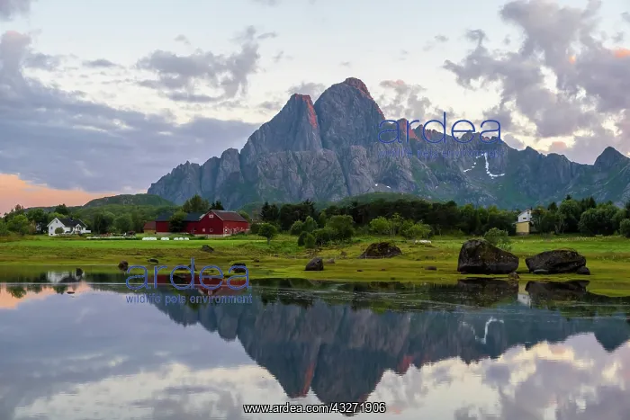 : Mountains reflected in a fjord, sunset, Lofoten : Mountains reflected in a fjord, sunset, Lofoten