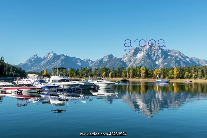 : Mountains reflected in the lake, Jackson Lake, sailing : Mountains reflected in the lake, Jackson Lake, sailing