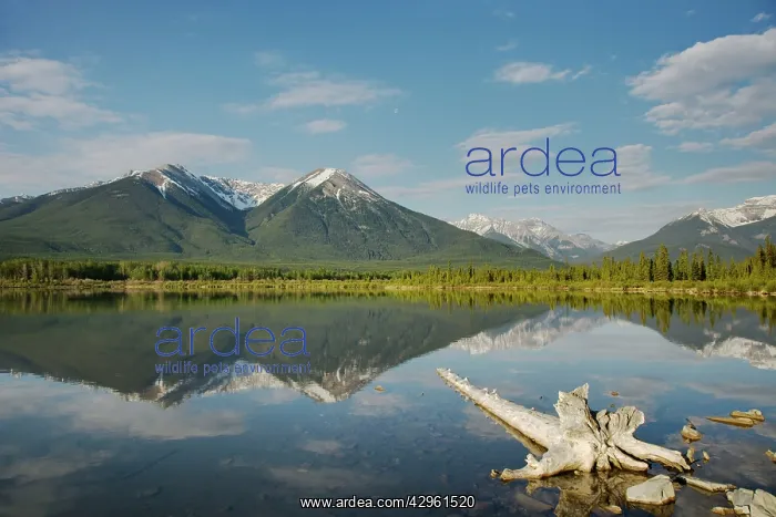 : Mountains reflected in Vermillion Lakes : Mountains reflected in Vermillion Lakes