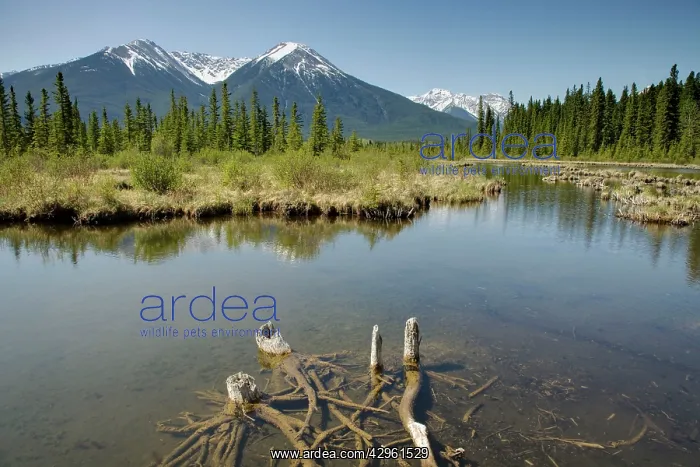 : Mountains reflected in Vermillion Lakes : Mountains reflected in Vermillion Lakes