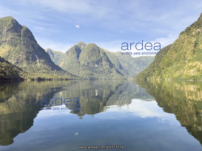: Mountains with reflections in the water against a blue sky in Doubtful Sound : Mountains with reflections in the water against a blue sky in Doubtful Sound
