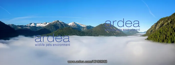 : Mountains rising out of high fog over Lake Sylvensteinsee : Mountains rising out of high fog over Lake Sylvensteinsee