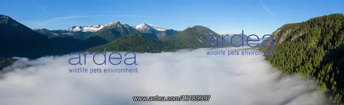 : Mountains rising out of high fog over Lake Sylvensteinsee : Mountains rising out of high fog over Lake Sylvensteinsee