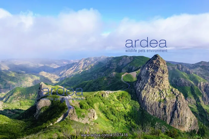 : Mountains Roque de la Zarcita and Roque de Agando : Mountains Roque de la Zarcita and Roque de Agando