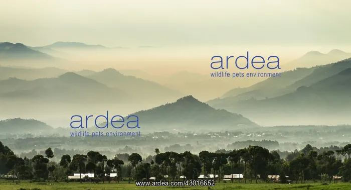 : Mountains and Trees at dawn : Mountains and Trees at dawn