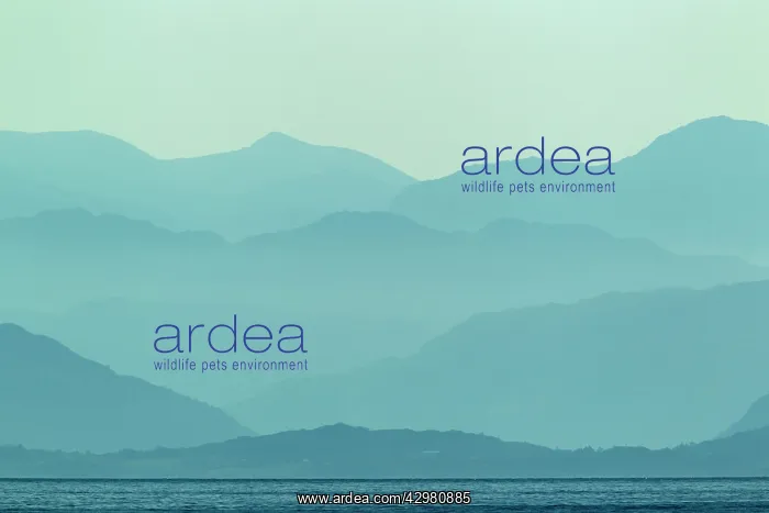 : Mountains of Wester Ross from Isle of Skye : Mountains of Wester Ross from Isle of Skye