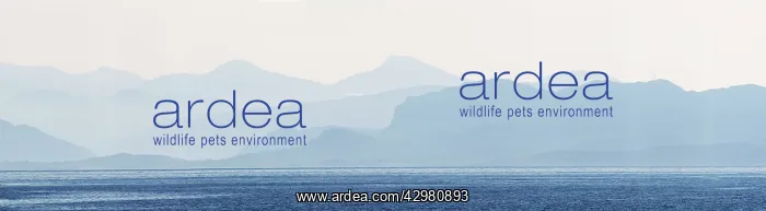 : Mountains of Wester Ross from Isle of Skye : Mountains of Wester Ross from Isle of Skye