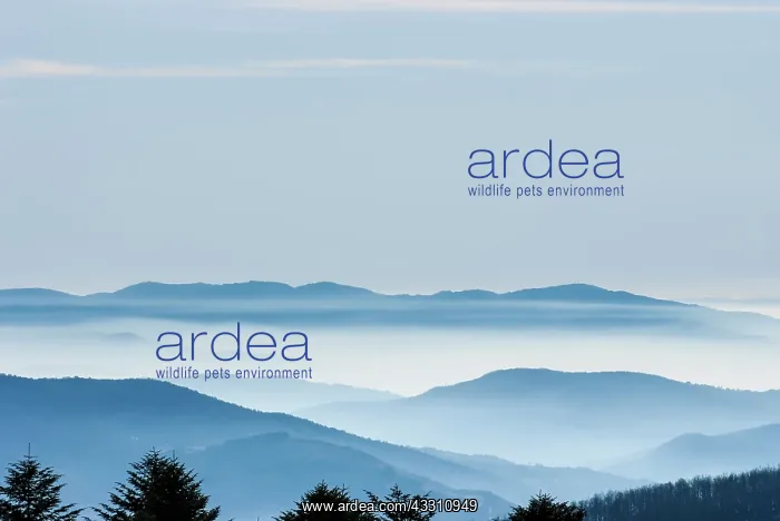  : Mountains - in winter mist