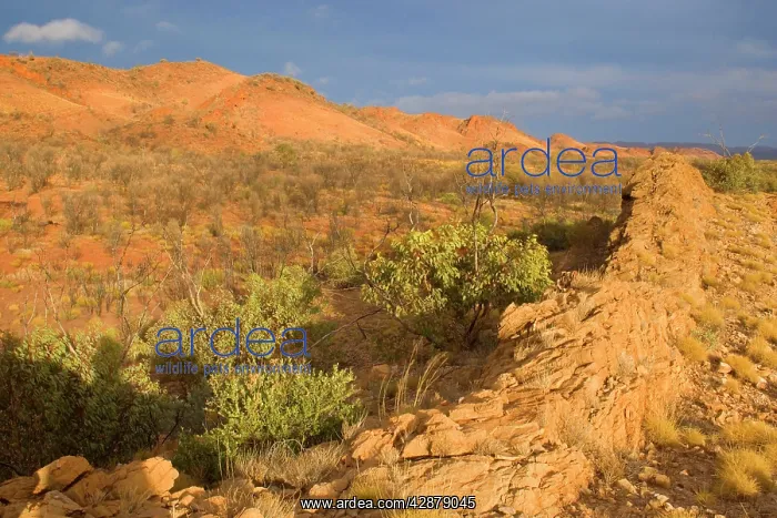 : Mountainscape - bush and grass-covered hills and : Mountainscape - bush and grass-covered hills and