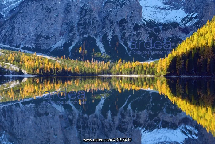 : Mountainside with colorful larch trees reflecting : Mountainside with colorful larch trees reflecting