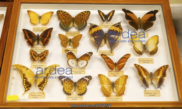 : Mounted tropical butterflies in display case identified by Latin scientific name from Malaysia : Mounted tropical butterflies in display case identified by Latin scientific name from Malaysia
