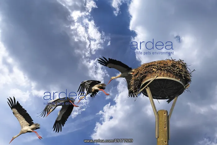  : Mounting, white stork (Ciconia ciconia) leaving its nest
