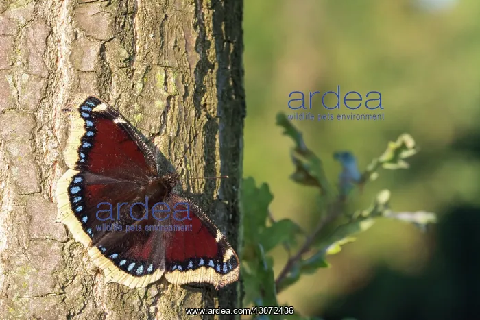 : Mourning Cloak : Mourning Cloak