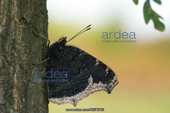 : Mourning Cloak : Mourning Cloak