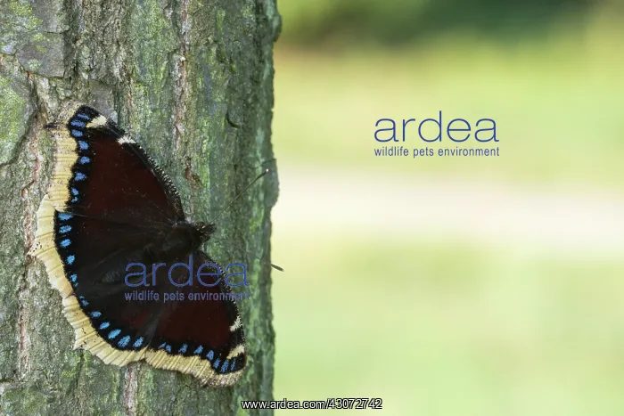 : Mourning Cloak : Mourning Cloak