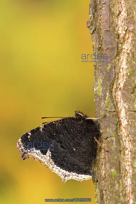 : Mourning Cloak : Mourning Cloak
