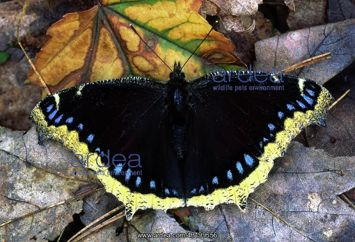 : Mourning Cloak : Mourning Cloak