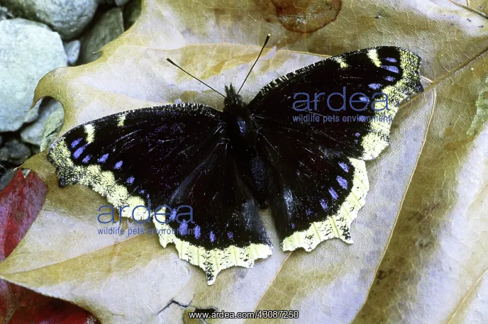 : Mourning Cloak Butterfly : Mourning Cloak Butterfly